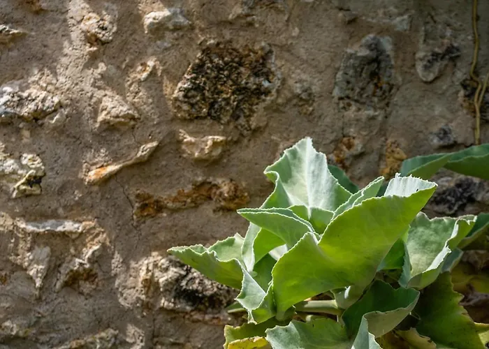 Hébergement de vacances - 3502-49 Mallorca Pollença