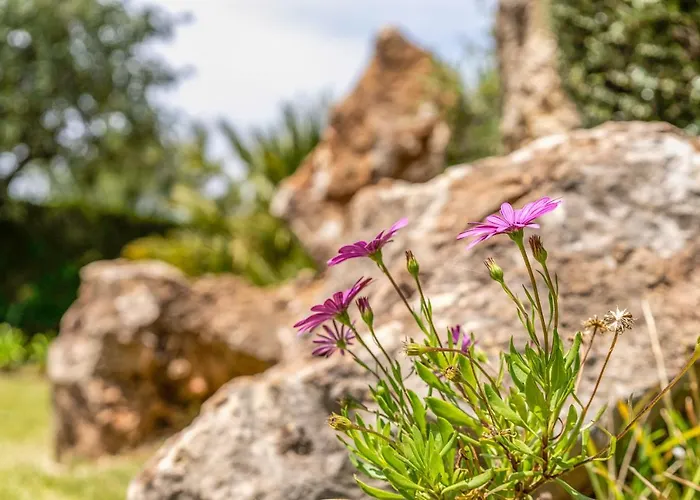 - 3502-49 Mallorca Hébergement de vacances Pollença