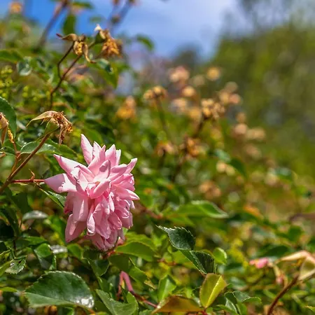 - 3502-49 Mallorca בית נופש