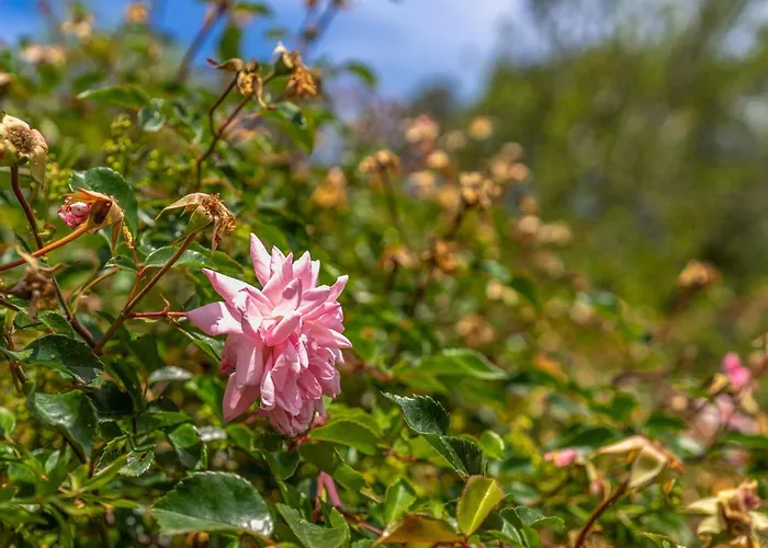 - 3502-49 Mallorca Dom wakacyjny