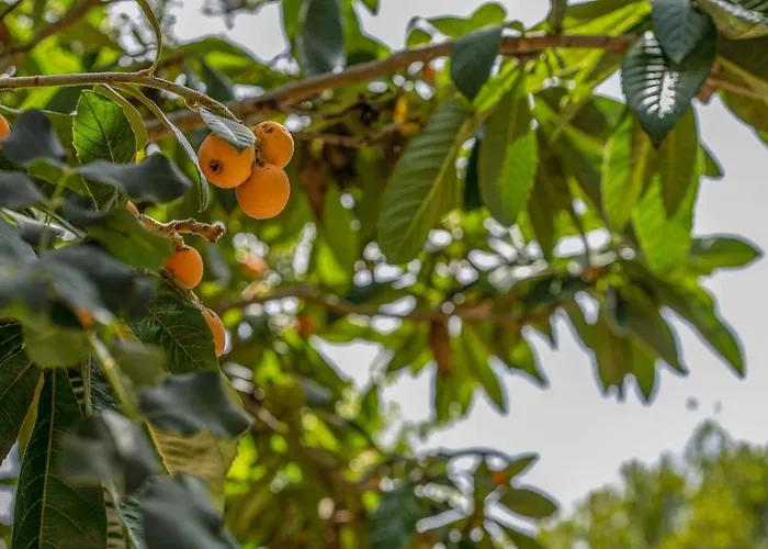 - 3502-49 Mallorca *